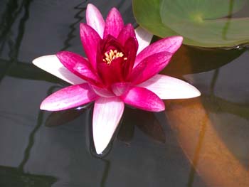 A09 Water Lilly in Red