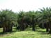 A10 Palm Trees In Wat
