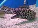 021.Leopard Eel