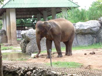 A07 Young Elephant