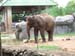 A07 Young Elephant