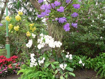 F02 Farland and Orchids