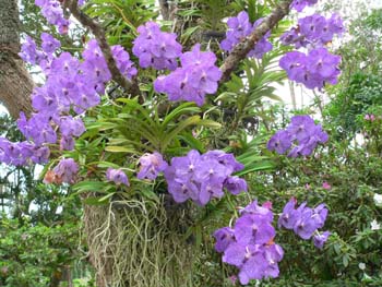 F04 Violet Orchid