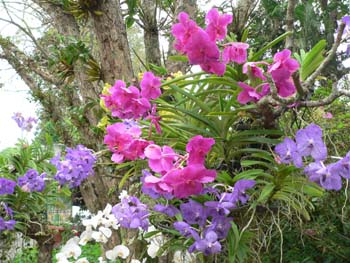 F05 White Pink Violet