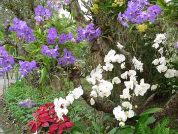 F06 White & Violet Falands