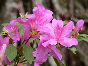 F10 Pink