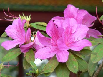 F11 Pink