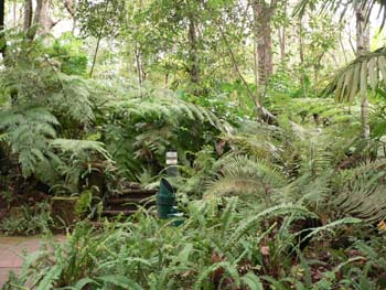 F15 Ferns