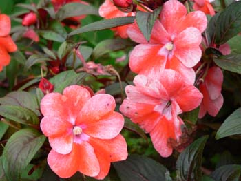 F20 Flowers