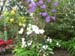 F02 Farland and Orchids