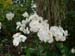 F03 White Farland