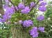 F04 Violet Orchid