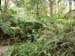 F15 Ferns