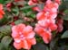 F20 Flowers