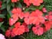 F21 Flower in red