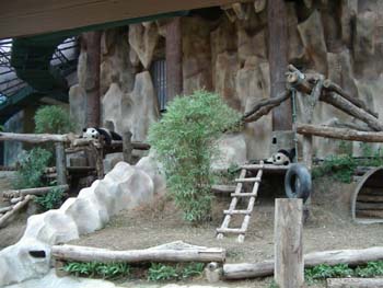 D01.Panda in Chiengmai Zoo