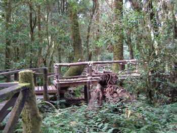B04 Michael Trail