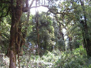 B05 Along Michael Trail