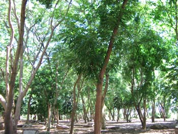 A06 Wood in Wat