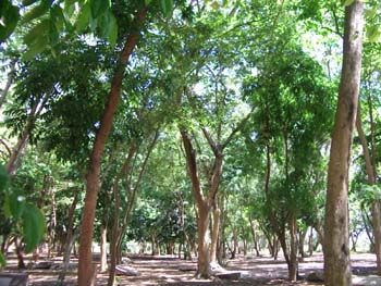 A07 Wood in Wat