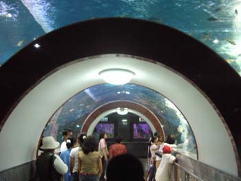 003.Chawark Underwater
