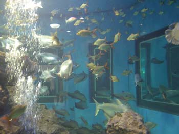 006.Chawark Underwater