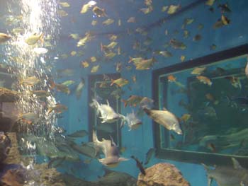 009.Chawark Underwater