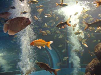 010.Chawark Underwater