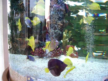 017.Fishes in Round Cage