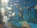 006.Chawark Underwater