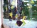 017.Fishes in Round Cage