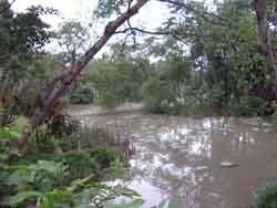 -Pond Garden-