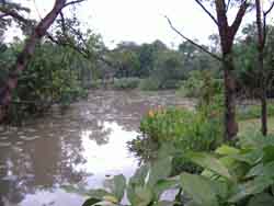-Pond Garden
