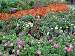 Colorful Flowers
