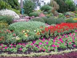 Colorful Plants - Fence