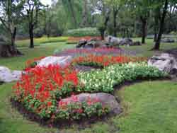 Flowers & Rocks