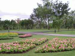 Flowers on Green