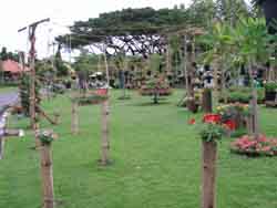 Hanging Plants