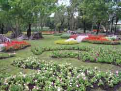 Plants on Green