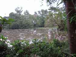 Pond Garden