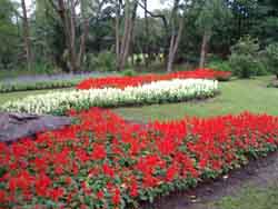 Red & White