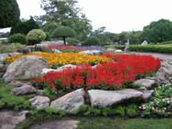 Red & Yellow Harminious