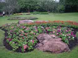 Rocks & Plants
