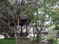 Shelter under Trees