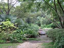 Sidewalk to Forest