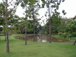 Trees & Canal