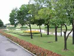Trees Along Side