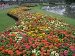 Variety of Flowers