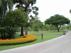 Walkway Palm