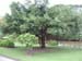A Tree Along Canal